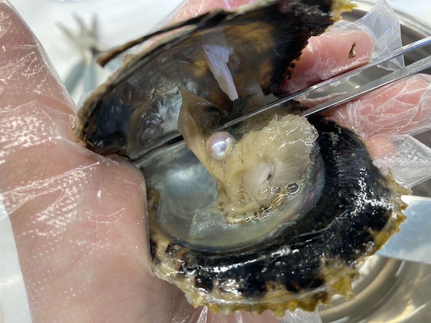 アコア貝　本物 実体験の大切さ｜ぬかぴーのツブヤキ｜株式会社サンエー印刷